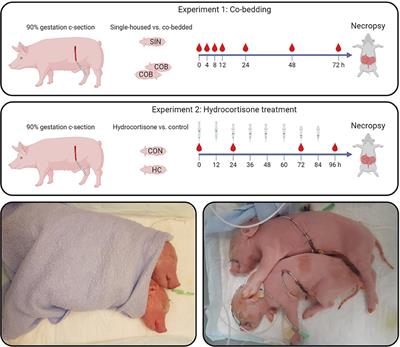 Co-bedding of Preterm Newborn Pigs Reduces Necrotizing Enterocolitis Incidence Independent of Vital Functions and Cortisol Levels